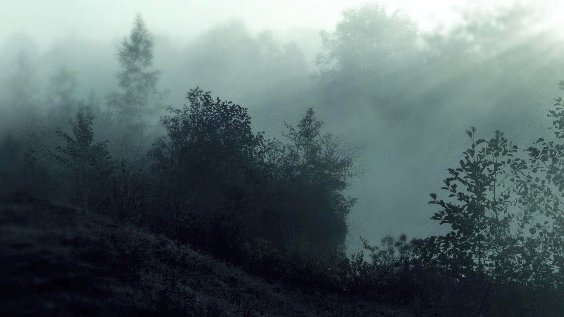 misty forest image